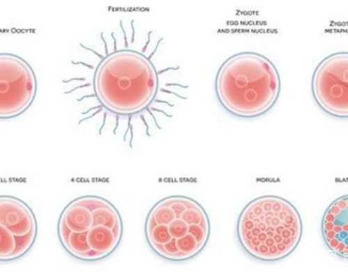 国内供卵做试管,去泰国试管婴儿多少钱，附医院详细介绍！
