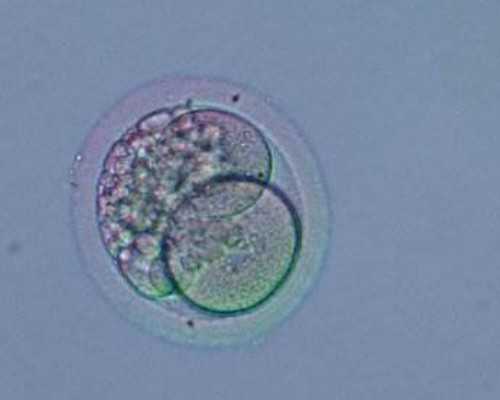 国内供卵生子价格,白求恩和平医院做试管婴儿的费用要多少钱